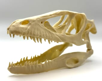 Velociraptor Skull Replica