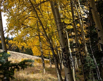 Golden Aspen Fine Art Photography Print, Colorado Autumn Landscape