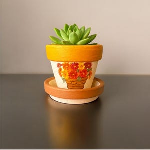 Puede incluir: Una pequeña planta suculenta en una maceta de cerámica decorativa con un platillo a juego. La maceta es blanca con un diseño floral y un borde naranja. El platillo y el borde son naranjas. La suculenta tiene hojas verdes.