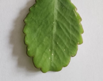 Feuille de Kalanchoe pinnata à faire pousser | Plante vivipare étonnante | Bouture facile | Plante rare et originale