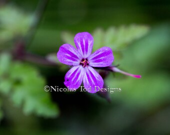 Purple Star Flower - macro - nature photo