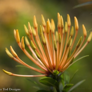 Tropical Flower - Nature Photo - Wall Art