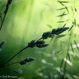 Macro Grass - Nature Photo - Wall Art