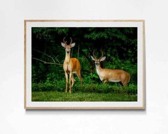 Velvet Antler Deer Photography Print, Woodland Wildlife Wall Art