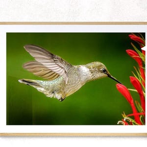 Hummingbird Wall Art Nature Photography Bird Print Wildlife Photo Gift Idea Home Decoration Picture Emerald Green Feathers Red Flower Garden Image Living Room Decor Colorful Bird Portrait Flying Hummingbird Capture Beautiful Nature Display