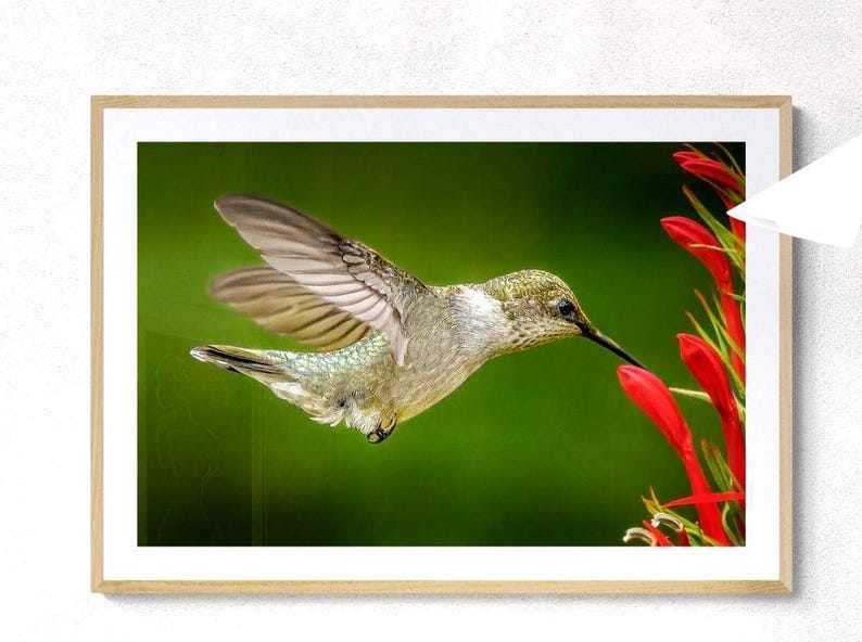 Hummingbird Wall Art Nature Photography Bird Print Wildlife Photo Gift Idea Home Decoration Picture Emerald Green Feathers Red Flower Garden Image Living Room Decor Colorful Bird Portrait Flying Hummingbird Capture Beautiful Nature Display