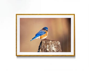 Eastern Bluebird Photography Print, Bluebird Wall Art, Songbird Nature Decor, Bird Lover Gift