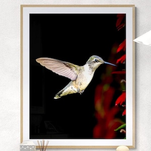 May include: A framed print featuring a hummingbird in flight. The bird has a green and tan body with outstretched wings. It is set against a black background with red flowers on the right side. The frame is a light wood color.