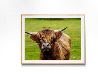 Scotland's Highland Cow Print Rustic Scottish Farmhouse Animal Artwork