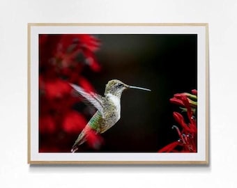 Hummingbird Wall Art Photography - Vibrant Floral Print for Home Decor