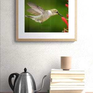 Hummingbird Photography Print, Bird Wall Art, Hummingbird in Flight, Garden Nature Decor image 8