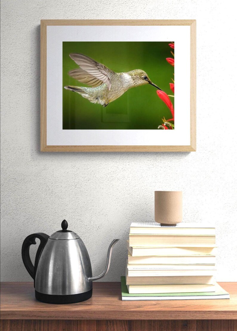 Hummingbird Photography Print, Bird Wall Art, Hummingbird in Flight, Garden Nature Decor image 8