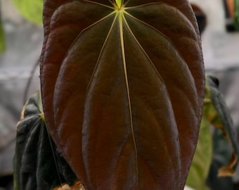 Seed Grown Anthurium Black Sweet X Fort Sherman Starter Plant (ALL