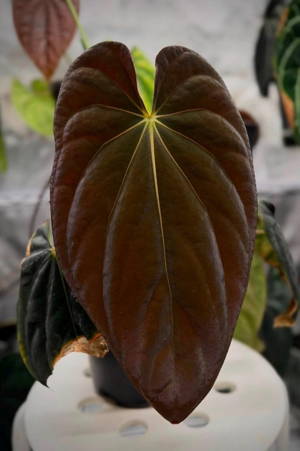 Anthurium Bvep - Etsy
