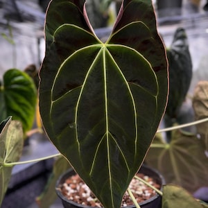 Ralph Lynam Anthurium - Etsy