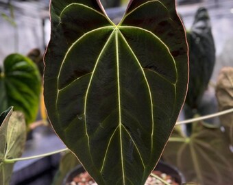 Anthurium Papillilaminum, (fs Self) X (rl Self) - 2x Seedlings - Etsy