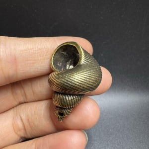 Könnte beinhalten: Eine detaillierte, antike Messing-Muschelbildhauerei. Die Spiralschale hat strukturierte Rippen und eine hohle Öffnung. Das Messing hat eine warme, gealterte Patina. Die Skulptur ist ein dekorativer Gegenstand.