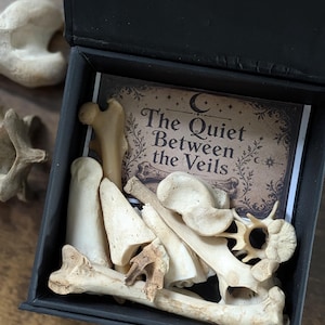 May include: A collection of assorted bones in a black box, with a card that reads "The Quiet Between the Veils." The bones are off-white and beige, with various shapes and sizes. The box is open, revealing the contents.