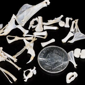 May include: A collection of small, off-white animal bones, including vertebrae and ribs, are scattered on a black surface. A U.S. dime is included for scale, showing the intricate details of the bones. The bones vary in size and shape, suggesting a variety of skeletal elements.