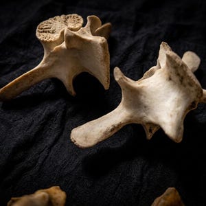 Vulture Culture Mystery Pack – Assorted Real Animal Bones for Crafting, Jewelry, & Altars