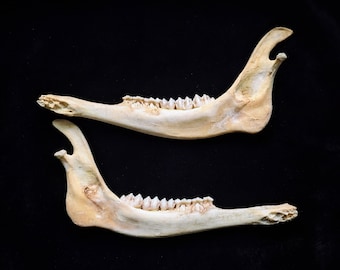 Nature Cleaned Whitetail Deer Jawbone Sets | Craft Grade |Ethically Sourced| Natural Bone Oddities