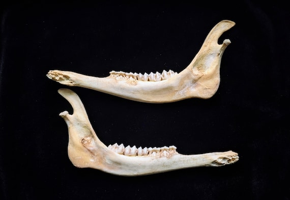 Nature Cleaned Whitetail Deer Jawbone Sets | Craft Grade |Ethically Sourced| Natural Bone Oddities
