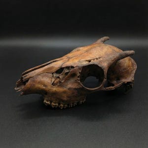 May include: A weathered animal skull, likely a deer or similar ungulate, with a brown and tan coloration. The skull features prominent eye sockets, nasal cavity, and teeth. The horns are visible. The skull is positioned against a dark background.