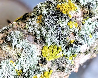 Lichen Covered Wood Branches | Terrarium, Fairy Garden, Shadow Box Supplies
