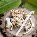 Animal Bones