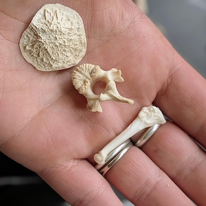 May include: A collection of three small, off-white animal bone fragments. The set includes a flat, textured circular piece, a small vertebrae segment with a central opening, and a slender, smooth bone piece with rounded ends.