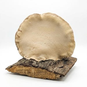 May include: A natural bracket fungus specimen, featuring a light tan, rounded cap atop a piece of textured, brown bark. The specimen is displayed against a white background. The text at the bottom reads "Natural Bracket Fungus Specimen" and "Item #F4501."