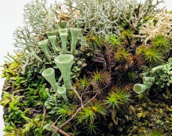 Pixie Cups Lichens - for Terrariums Vivariums Mossariums Fairy House Supplies - Real Natural Living Lichen