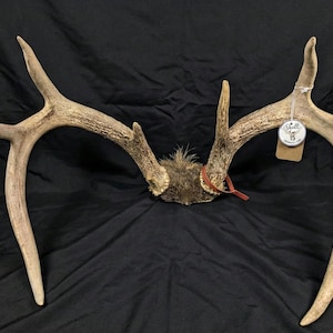 Real Whitetail Deer Antlers on Skull Cap | Rustic Lodge Decor