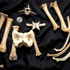 Vulture Culture Mystery Bone Grab Bag, Assorted Real Animal Bones for Crafting, Jewelry, & Altars