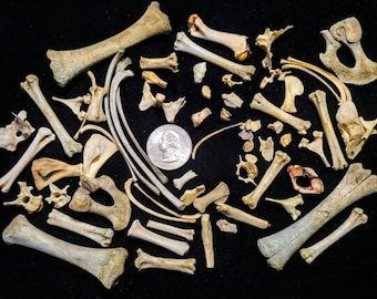 Little Bones Crafters Mixed Bag, 25 pieces, real animal craft bones