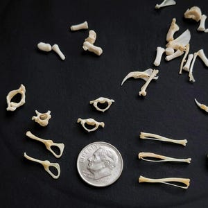 May include: An assortment of small, off-white animal bones scattered on a black surface. A U.S. dime is included for size reference. The bones vary in shape and size, including vertebrae and other skeletal fragments. The image is well-lit, highlighting the details of the bones.