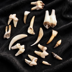 May include: A collection of various animal teeth and fangs in shades of off-white, cream, and brown. The assortment includes multi-rooted molars, sharp curved canines, and smaller pointed teeth, all displayed against a dark black fabric background.