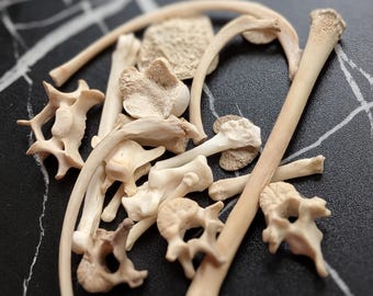 Real Animal Bones: Fox & Mink - Craft Supply (50+ Pieces)