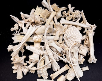 Little Bones Crafters Mixed Bag, 30 pieces, real animal craft bones