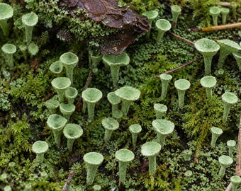 May include: A cluster of pale green trumpet-shaped lichen growing on a dark, textured surface covered in moss. The lichen features numerous small, cup-like structures on thin stalks, interspersed with dark brown bark fragments and pine needles.