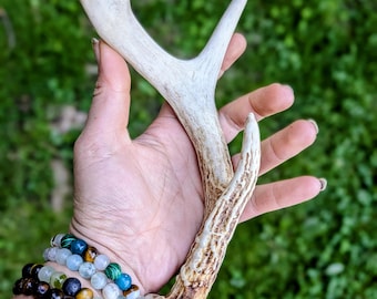 Natural Whitetail Deer Antlers, Antler Sheds for Crafting, Décor, Natural Dog Chews & Rustic Display
