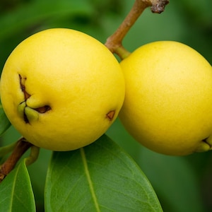 Pu&ograve; includere: Primo piano di due frutti gialli maturi dalla consistenza liscia, attaccati a un ramo marrone. I frutti sono rotondi con una leggera rientranza sul fondo. Foglie verdi circondano i frutti, su uno sfondo verde sfocato.