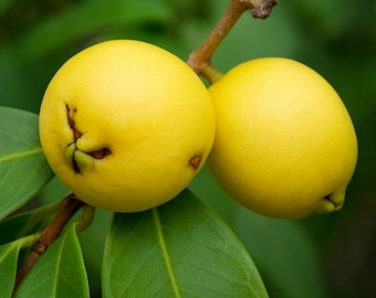25 Yellow Strawberry Guava Seeds – Rare Tropical Fruit | Psidium cattleyanum var. lucidum