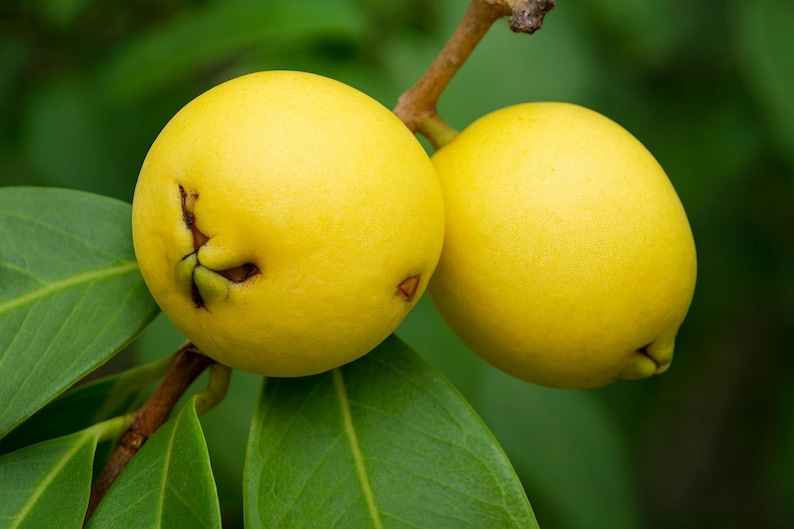 Pu&ograve; includere: Primo piano di due frutti gialli maturi dalla consistenza liscia, attaccati a un ramo marrone. I frutti sono rotondi con una leggera rientranza sul fondo. Foglie verdi circondano i frutti, su uno sfondo verde sfocato.