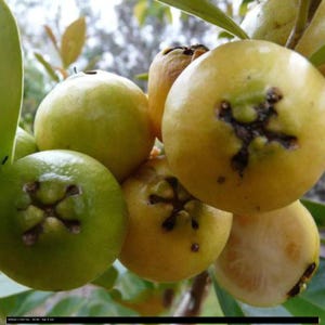 Pu&ograve; includere: Primo piano di un gruppo di frutti rotondi e maturi in varie tonalit&agrave; di verde e giallo. I frutti hanno un motivo a forma di stella sulla parte superiore e sono attaccati a un ramo frondoso. Alcuni frutti presentano macchie scure.