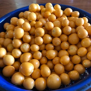 May include: A blue bowl overflowing with golden-yellow cape gooseberries. The fruits are round and smooth, with a slightly translucent appearance. The bowl's rim is visible, contrasting with the bright color of the fruit. The image is well-lit, highlighting the texture and color of the gooseberries.