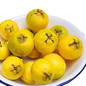 Pu&ograve; includere: Una ciotola di smalto bianco piena di diverse guava gialle. Le guava hanno una forma rotonda con un motivo a forma di stella sulla parte superiore. I frutti sono di un colore giallo vibrante.