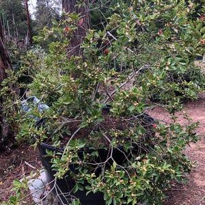Pu&ograve; includere: Un albero in vaso con foglie verdi e piccoli fiori bianchi. L'albero &egrave; in un grande vaso nero. L'albero ha un aspetto naturale ed &egrave; circondato da altri alberi e fogliame.