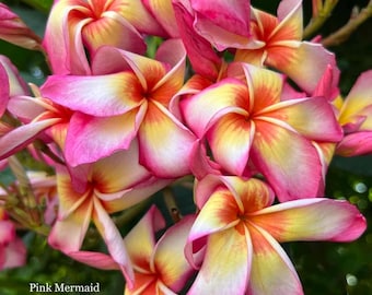 Pink Mermaid Aid Plumeria | 3 Cuttings 10–12” | Live Frangipani Plant | Exotic Tropical Flower