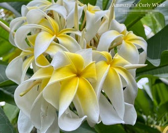 Rzadka biała plumeria Amarion's Curly | 3 sadzonki 10–12 cali | Żywa roślina plumerii | Egzotyczny tropikalny kwiat